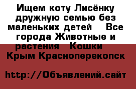 Ищем коту Лисёнку дружную семью без маленьких детей  - Все города Животные и растения » Кошки   . Крым,Красноперекопск